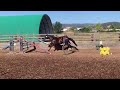 Jument CSO haut niveau 3 ans