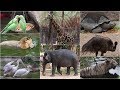 NEHRU ZOO HYDERABAD HD Video FULL Coverage Nehru Zoological Park