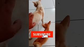 Download lagu Ibu Kucing Pingin Di Belai Lembut#sayang#suka#shorts mp3
