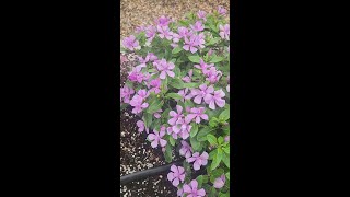 Soiree Double Catharanthus series at Young's Plant Farm