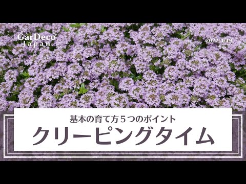 園芸 横たわるワイルドタイム、アーリータイム