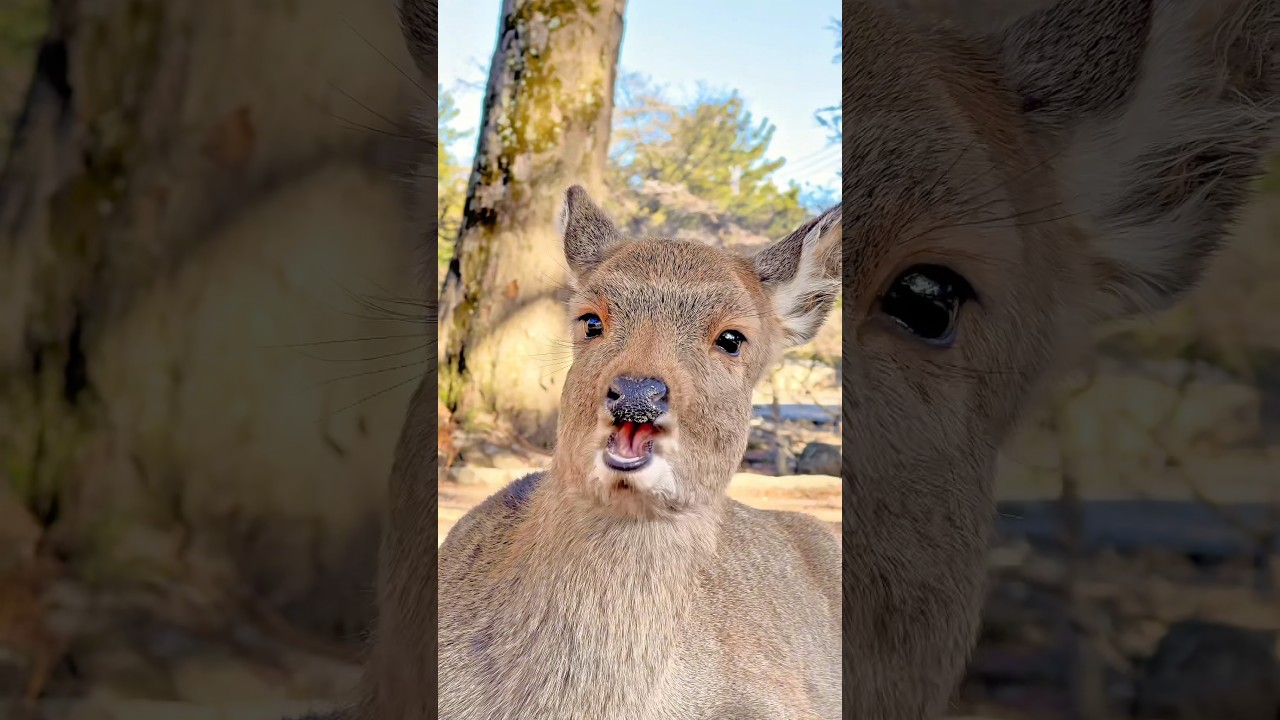 お口がくるくる回る鹿の赤ちゃん