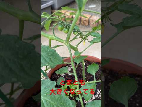 杭を使ってトマトを育てる：その理由と方法！  庭園