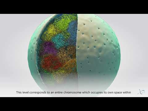 The 3D Organization of Our Genome