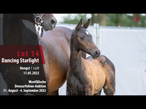 Dressurfohlen-Auktion Lot 14 Dancing Starlight Hengst v. Dancier Gold - First Selection