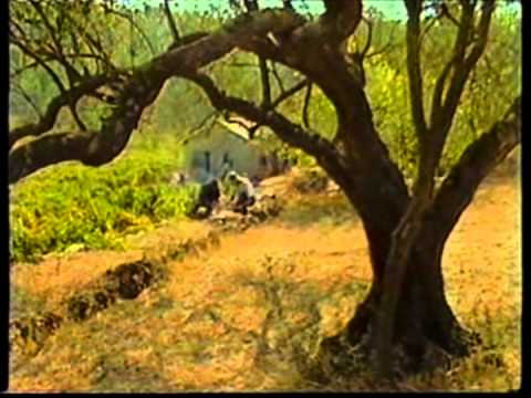 Oliver Dragojević - Oprosti mi pape