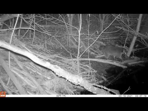 Biber Bisam Fuchs Mink Waschbär an der Biberburg - Leineufer 13