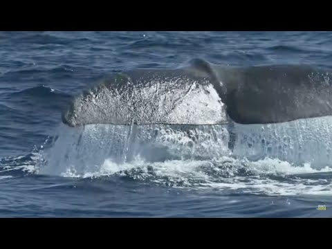 Whales of the deep