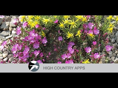 Idaho Wildflowers Video