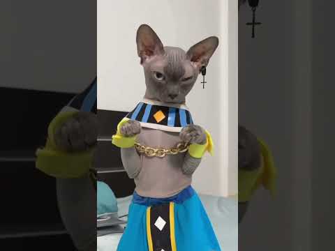 #dakshahindustani11 Daksha hindustani 11 #don Please subscribe and support me 🙏