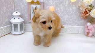ハーフ犬の動画01