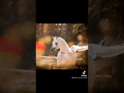 Barjass Al Zobair bu SMA Magic One and out of FM Gloriaa, Al Fares horses Auction +971567771503