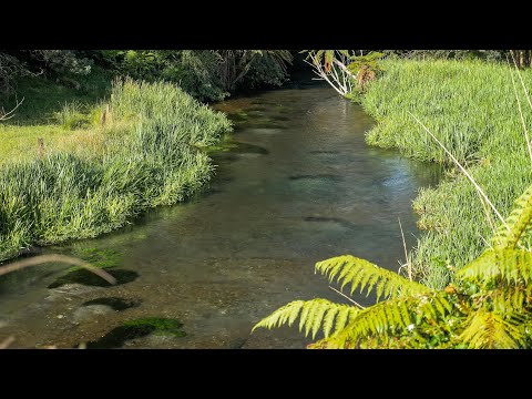 Dry Dropper Fly Fishing on a Spring Creek