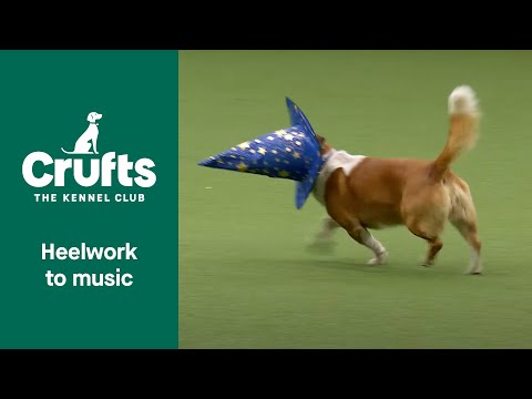 Freestyle Heelwork to Music Competition - Part 3 | Crufts 2022