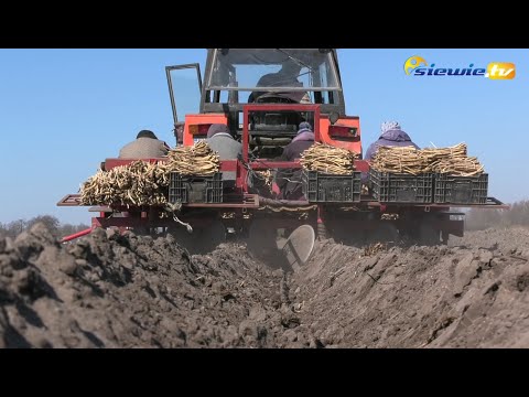 PLANTING HORSERADISH AT TOMASZ KUBIACZYK'S IN THE OSJAKÓW MUNICIPALITY, WIELUŃ COUNTY - siewie.tv