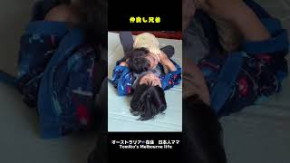 とある朝の一コマ♡  #shorts #仲良し兄弟　#喧嘩もするよ(笑)