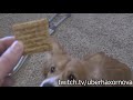 Dog Eats Triscuit GONE WRONG UberHaxorNova Stream Announcement 2019 03 13 DELETED VIDEO BACKUP