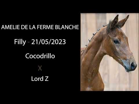 Amelie de la Ferme Blanche (Cocodrillo x Lord Z)