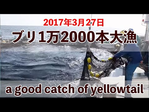 【九鬼定置漁業】ブリ1万2000本大漁！2017年3月27日