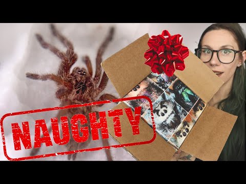 NAUGHTY or NICE?.. Let's find out!! TARANTULA UNBOXING