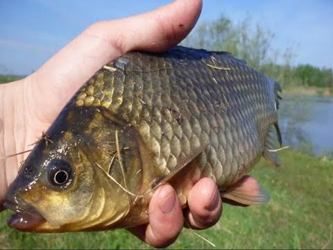 Ловля карася. Чуткая оснастка на карася собрал, поймал.