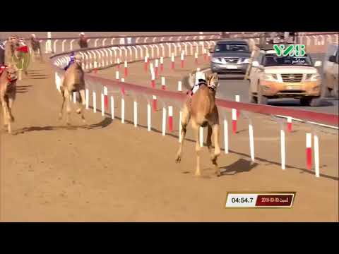 مهرجان ختامي الوثبة – لقايا للشيوخ 3-3-2018 ص - ش11 مزعل لـ الشيخ محمد بن بطي آل حامد