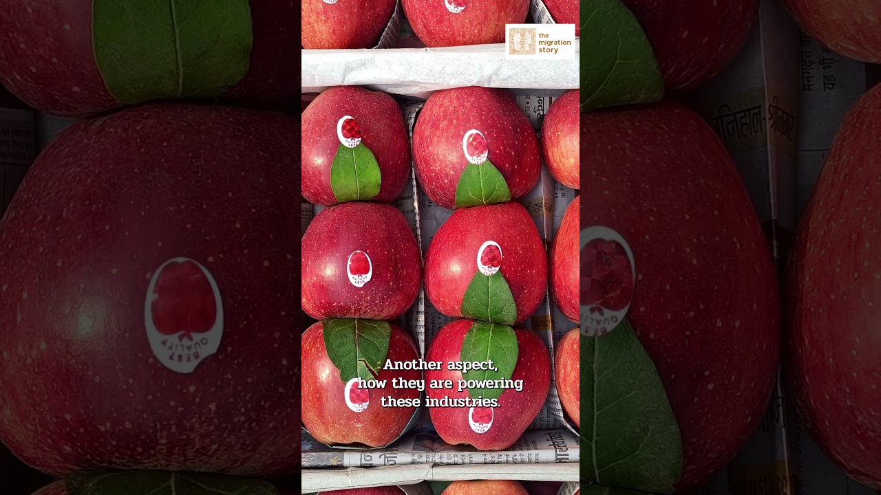 ‘Backbone of operations ’: How migrants keep South Asia’s largest apple cold storage running