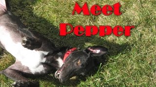 I ADOPTED A RETIRED RACEDOG!!
