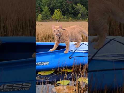 Kitty kayak cruise with Zoey