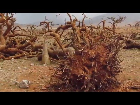 The damages by cyclone Megh - Socotra - Homhil terrestrial Protected Area 8 November 2015.