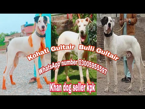 BulliGultair- allbreeddogavailable- -secretarydog- Fighterdog- contact WhatsApp 03005955597