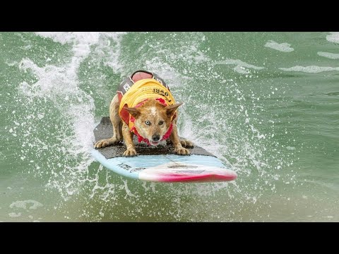 Video Thumbnail: Tierischer Surfspaß in den USA | AFP