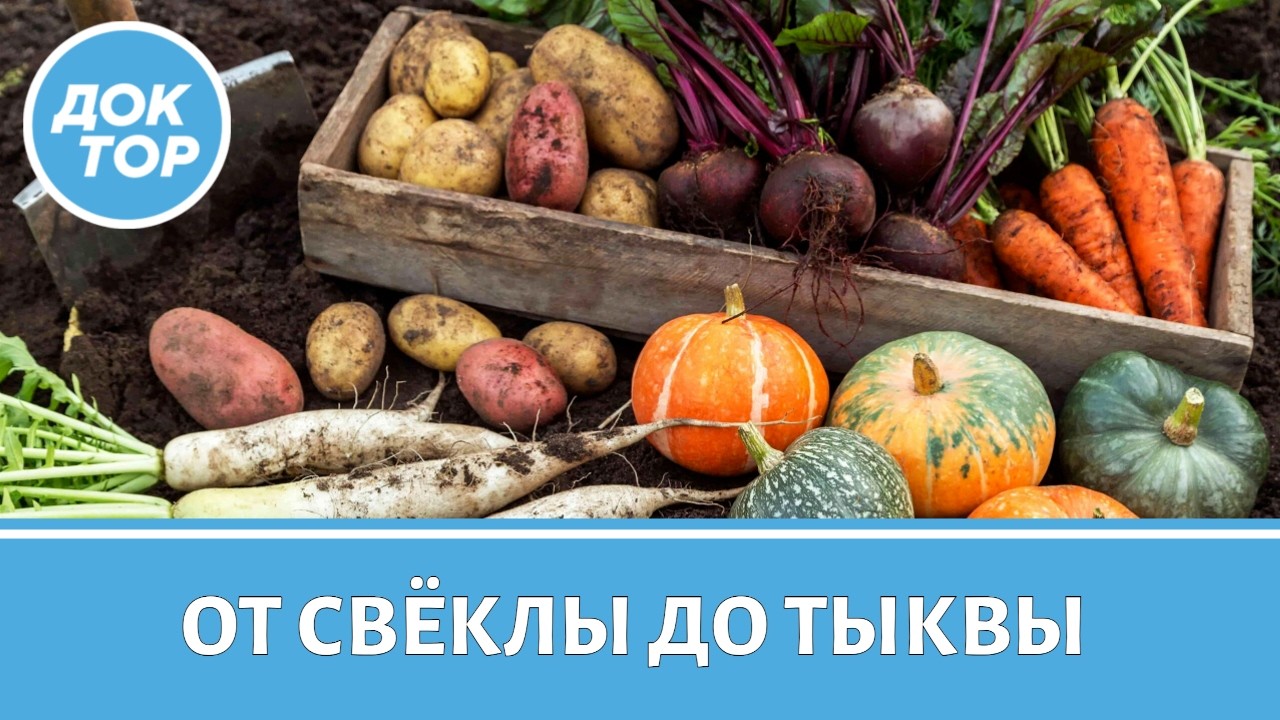 5 главных осенних корнеплодов. Зачем их есть