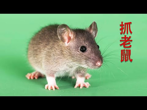 老鼠