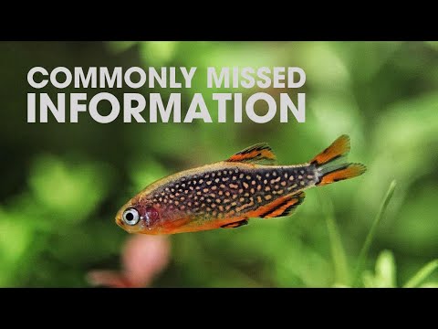 IMPORTANT THINGS TO KNOW BEFORE BUYING CPDS CELESTIAL PEARL DANIOS