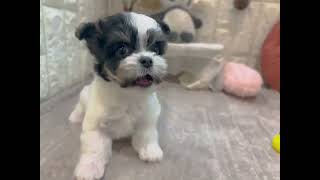 ハーフ犬の動画01