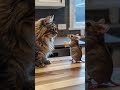 Mouse Offers Cheese To Cat Will They Become Friends