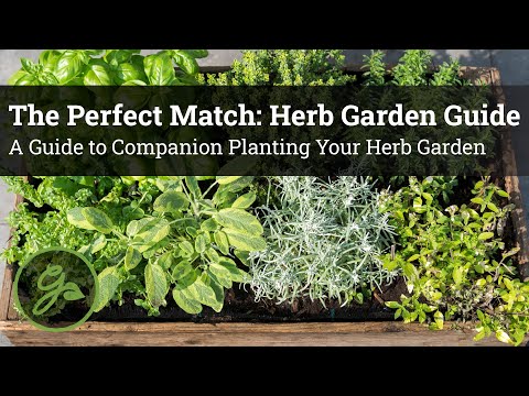 The Perfect Match: Herb Garden Guide - A Guide to Companion Planting Your Herb Garden