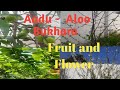 Flower to Fruit of Aadu and Aloo Bukhara ||HD|| at My Farmhouse Garden  #aloobukhara #aadu