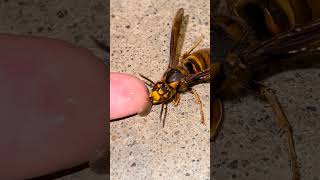 Attempting to Revive a Fading Hornet Queen with Honey