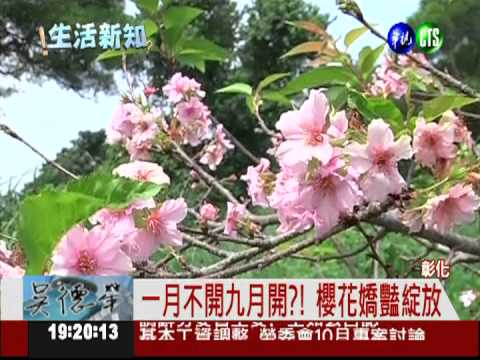 氣候暖化奇景! 櫻花.桐花齊綻放