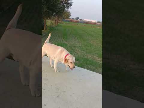 Jerry's independent walk near highway #labrador #doglovers #cutedog #smart dogs