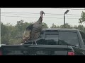 Wild Turkey Out to Get Me😱Chasing my Truck as I drove away🦃