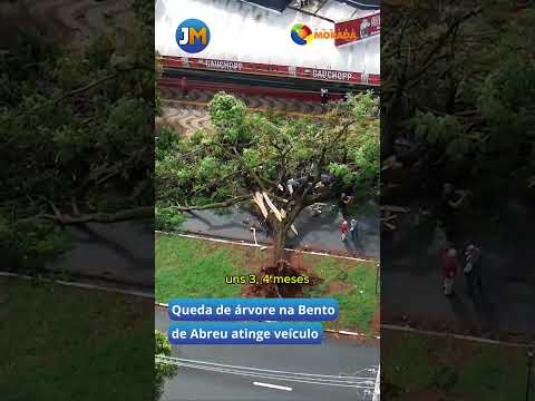 Queda de árvore na Bento de Abreu atinge veículo