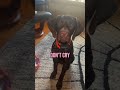 This Dog Started Crying Because Dog Shorts Sad Dogs Animals