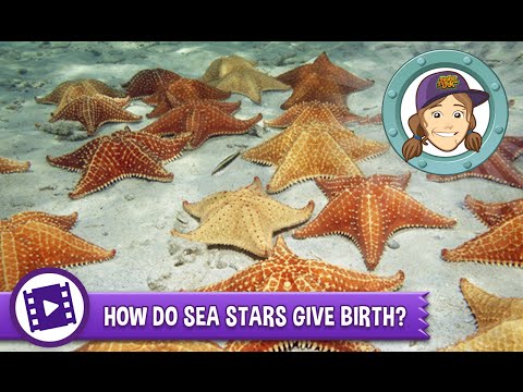 image-Do starfish lay eggs or give birth?