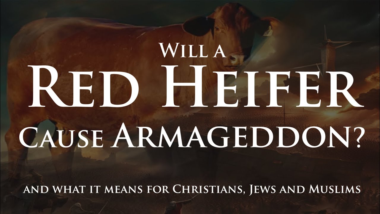 Will a Red Heifer Cause Armageddon