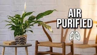 Your Home Needs These 10 Plants (Here's Why)