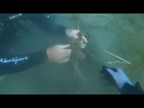 Down River End Dock Chains