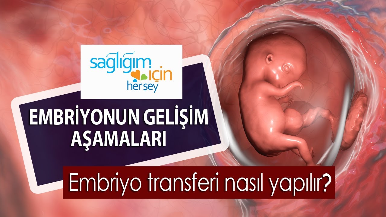 Embriyonun Gelişim Aşamaları ve Embriyo Transferi